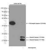 Caspase 3 Antibody in Western Blot (WB)