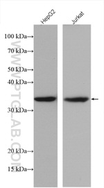 Caspase 3 Antibody in Western Blot (WB)