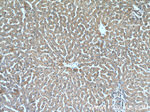 SOD2 Antibody in Immunohistochemistry (Paraffin) (IHC (P))