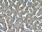 SOD2 Antibody in Immunohistochemistry (Paraffin) (IHC (P))