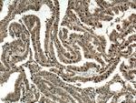 TXN Antibody in Immunohistochemistry (Paraffin) (IHC (P))