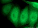 TXN Antibody in Immunocytochemistry (ICC/IF)