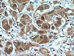 TXN Antibody in Immunohistochemistry (Paraffin) (IHC (P))