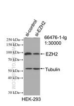 EZH2 Antibody in Western Blot (WB)