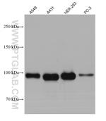 EZH2 Antibody in Western Blot (WB)