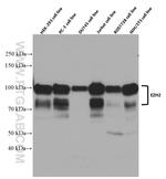 EZH2 Antibody in Western Blot (WB)