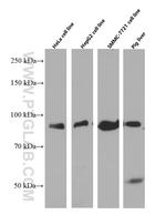 TGN46 Antibody in Western Blot (WB)