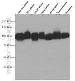 B7-H3 Antibody in Western Blot (WB)