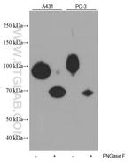 B7-H3 Antibody in Western Blot (WB)