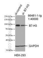 B7-H3 Antibody in Western Blot (WB)