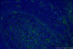 B7-H3 Antibody in Immunohistochemistry (PFA fixed) (IHC (PFA))