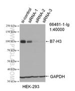 B7-H3 Antibody in Western Blot (WB)
