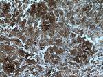 EIF2A Antibody in Immunohistochemistry (Paraffin) (IHC (P))