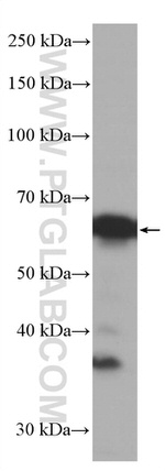 EIF2A Antibody in Western Blot (WB)