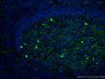 IGHM Antibody in Immunohistochemistry (PFA fixed) (IHC (PFA))