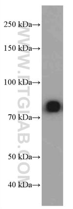 IGHM Antibody in Western Blot (WB)