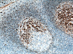 IGHM Antibody in Immunohistochemistry (Paraffin) (IHC (P))