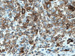 IGHM Antibody in Immunohistochemistry (Paraffin) (IHC (P))