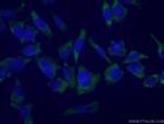 G3BP1 Antibody in Immunocytochemistry (ICC/IF)