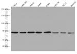 G3BP1 Antibody in Western Blot (WB)