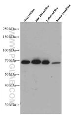 G3BP1 Antibody in Western Blot (WB)