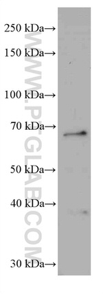 G3BP1 Antibody in Western Blot (WB)