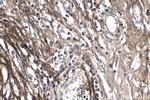 Periostin Antibody in Immunohistochemistry (Paraffin) (IHC (P))