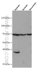 NRG1 Antibody in Western Blot (WB)