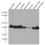 PKC iota Antibody in Western Blot (WB)