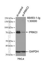 PKC iota Antibody in Western Blot (WB)