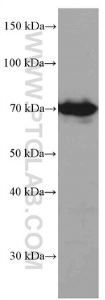 PKC iota Antibody in Western Blot (WB)