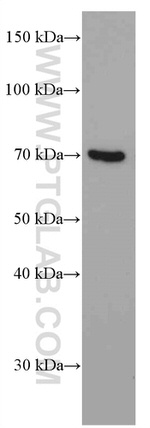 PKC iota Antibody in Western Blot (WB)