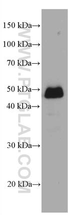 NR2E3 Antibody in Western Blot (WB)