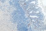 Calretinin Antibody in Immunohistochemistry (Paraffin) (IHC (P))