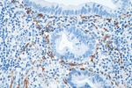 Calretinin Antibody in Immunohistochemistry (Paraffin) (IHC (P))