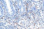 Calretinin Antibody in Immunohistochemistry (Paraffin) (IHC (P))