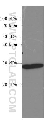 Calretinin Antibody in Western Blot (WB)