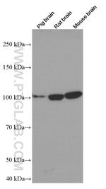 TAU Antibody in Western Blot (WB)