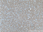 TAU Antibody in Immunohistochemistry (Paraffin) (IHC (P))