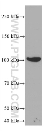 TAU Antibody in Western Blot (WB)