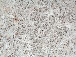 TAZ Antibody in Immunohistochemistry (Paraffin) (IHC (P))