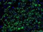 TAZ Antibody in Immunohistochemistry (PFA fixed) (IHC (PFA))