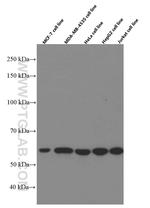 TAZ Antibody in Western Blot (WB)