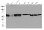 TAZ Antibody in Western Blot (WB)