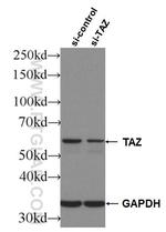 TAZ Antibody in Western Blot (WB)