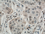 TAZ Antibody in Immunohistochemistry (Paraffin) (IHC (P))