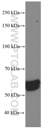 TAZ Antibody in Western Blot (WB)