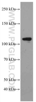 MYPT1 Antibody in Western Blot (WB)