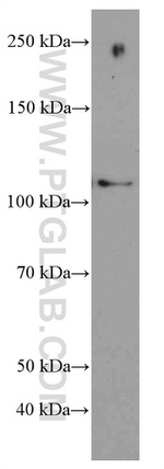 MYPT1 Antibody in Western Blot (WB)