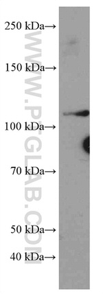 MYPT1 Antibody in Western Blot (WB)